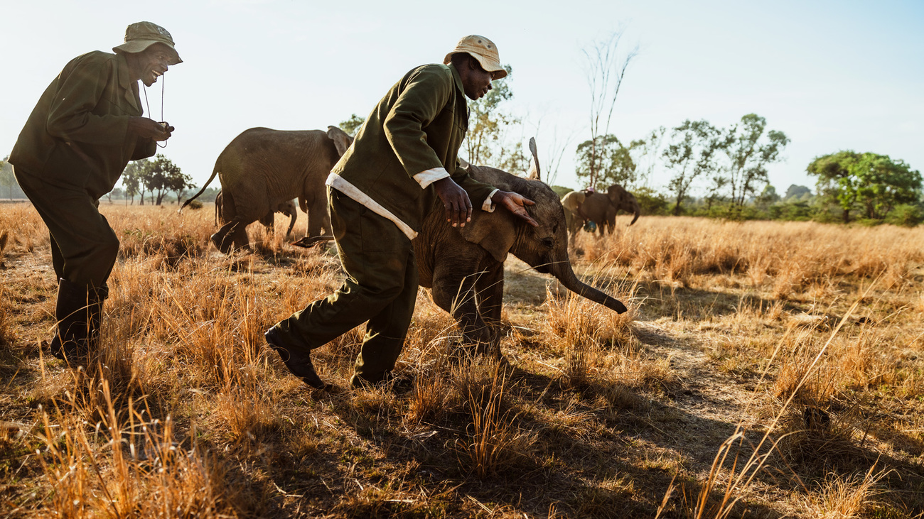 Rangers and elephants at the Zimbabwe Elephant Nursery (ZEN).