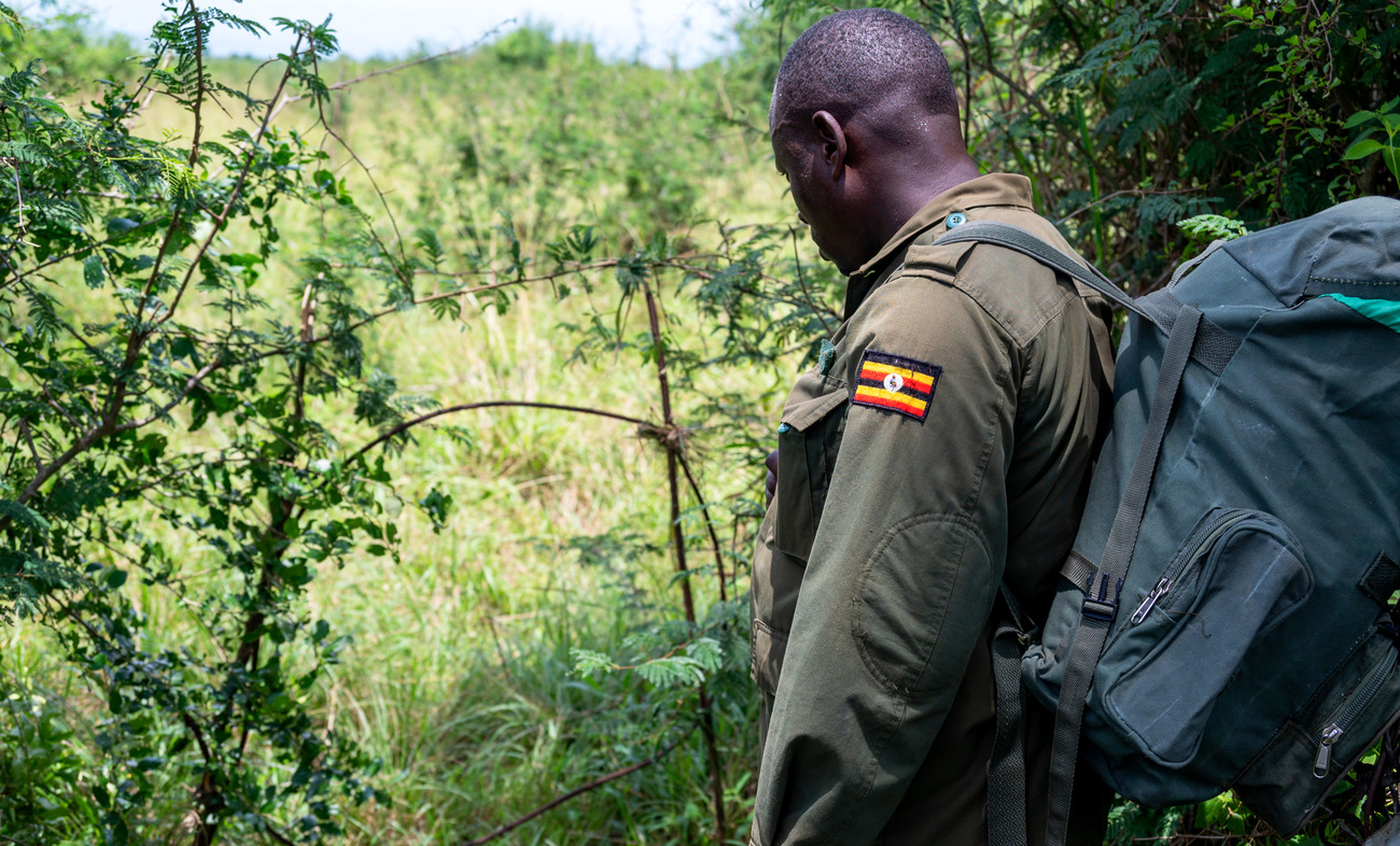 An IFAW-supported anti-poaching community monitor in Uganda's Queen Elizabeth National Park finds a snare.