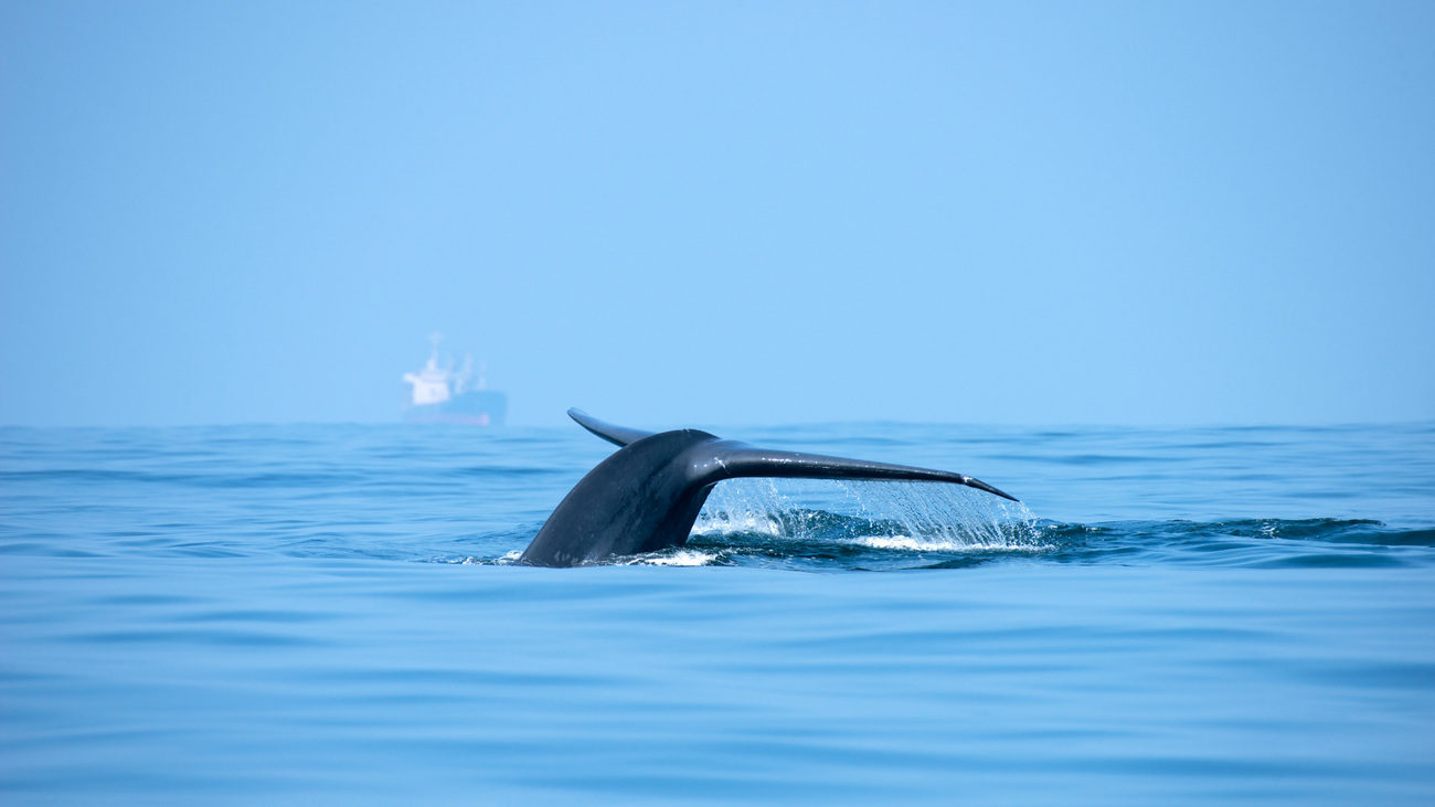 Blue whale breaching, tail above water, with cargo ship in background.