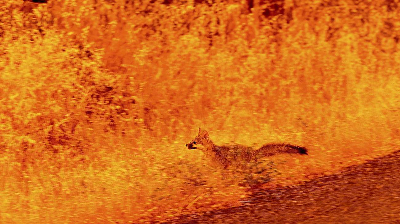Een vos op de vlucht voor de vlammenzee terwijl de Park Fire door de gemeenschap Cohasset raast in Butte County, Californië, VS, op donderdag 25 juli 2024.
