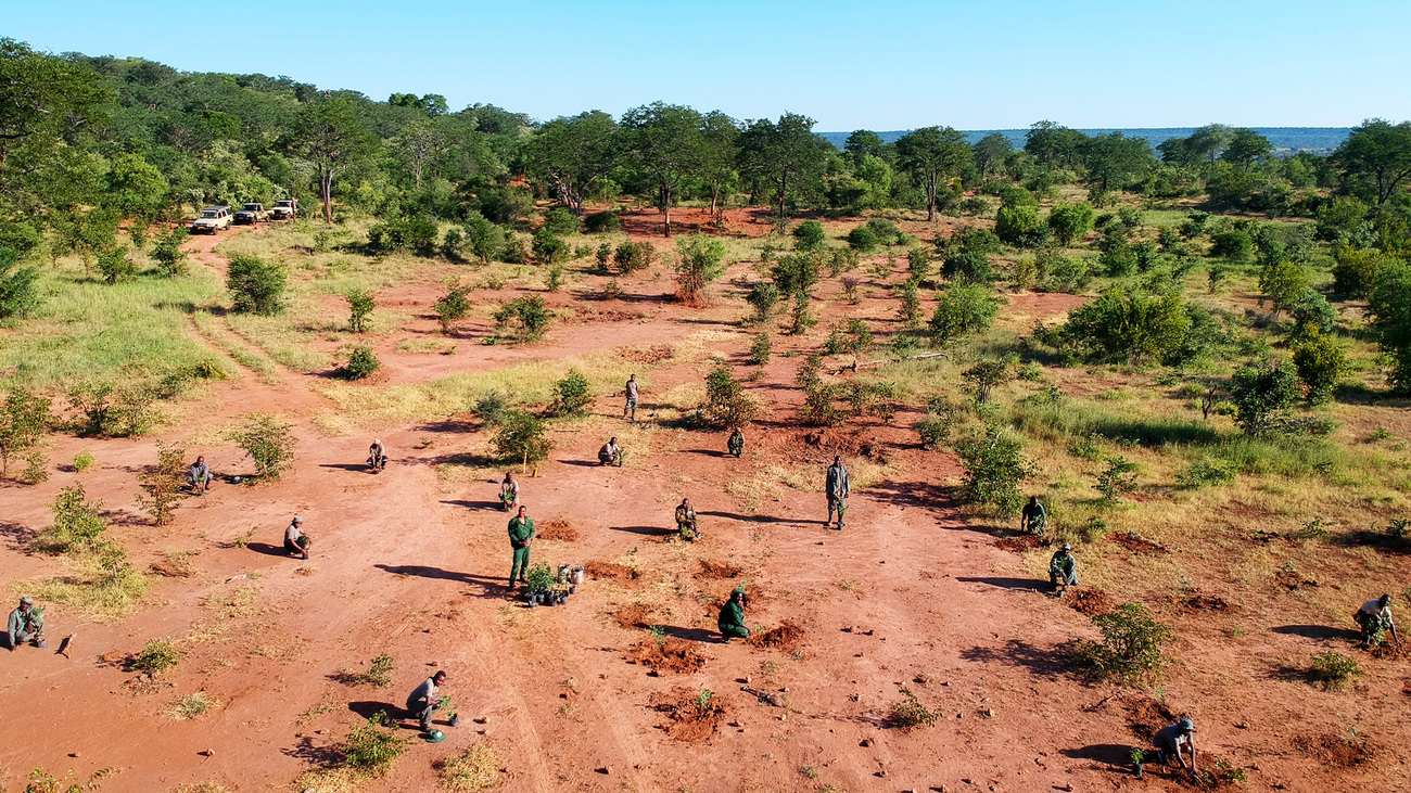 Tree planting in Victoria Falls, Zimbabwe supported by IFAW.