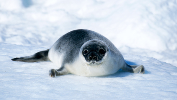 Survey reveals: Citizens clearly support EU ban on seal products