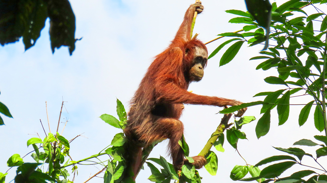 Een orang-oetan is gered uit een gefragmenteerd bos en in een veiliger omgeving vrijgelaten dankzij door IFAW gefinancierde translocaties in Indonesië.