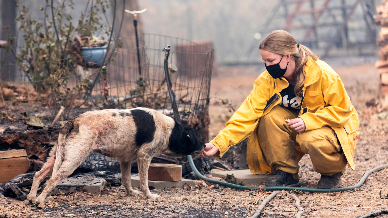 IFAW ASAR team member Jen Gardner gently interacts with an older female dog nicknamed Wonder during her rescue