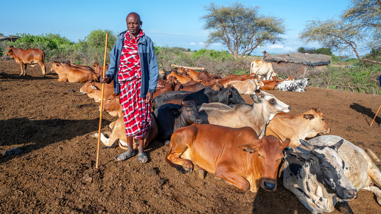 A Maasai herdsman closely monitors his cattle on the outskirts of Illaingarunyoni Conservancy.