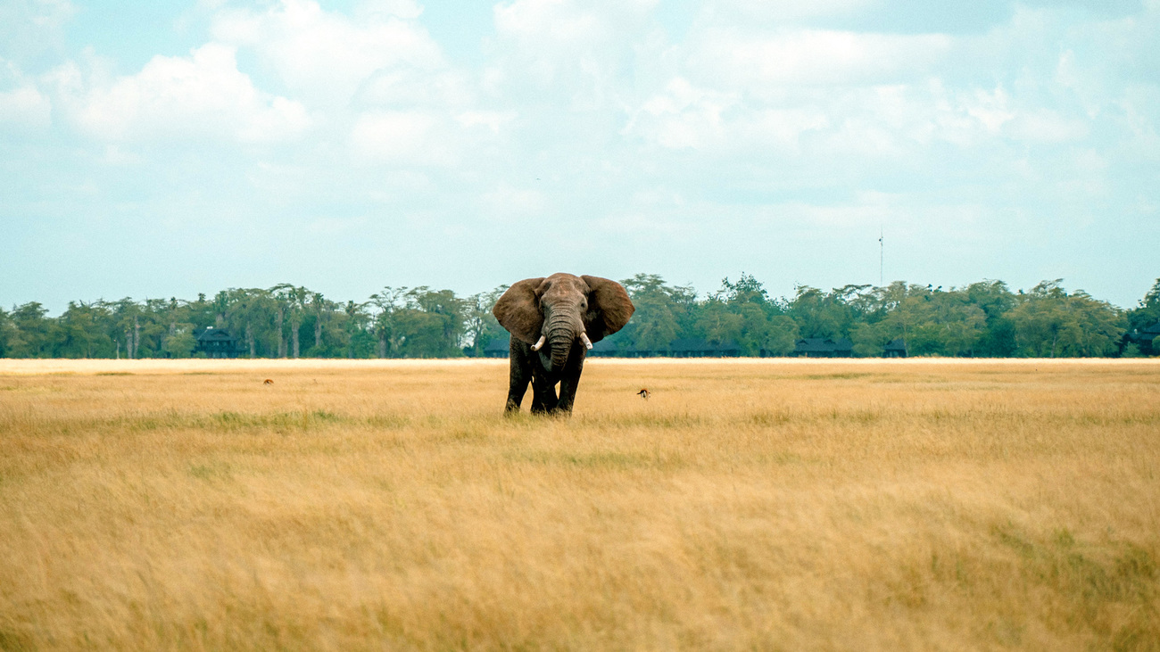 An elephant bull walks through the grasslands of Amboseli National Park.