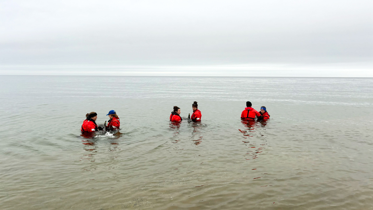 IFAW responders release three stranded common dolphins back to the wild in Provincetown, Massachusetts.