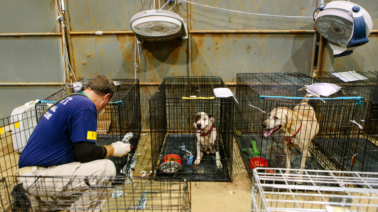 An IFAW responder cares for evacuated dogs during a previous NARSC response in Ascension Parish, Louisiana, 2016.