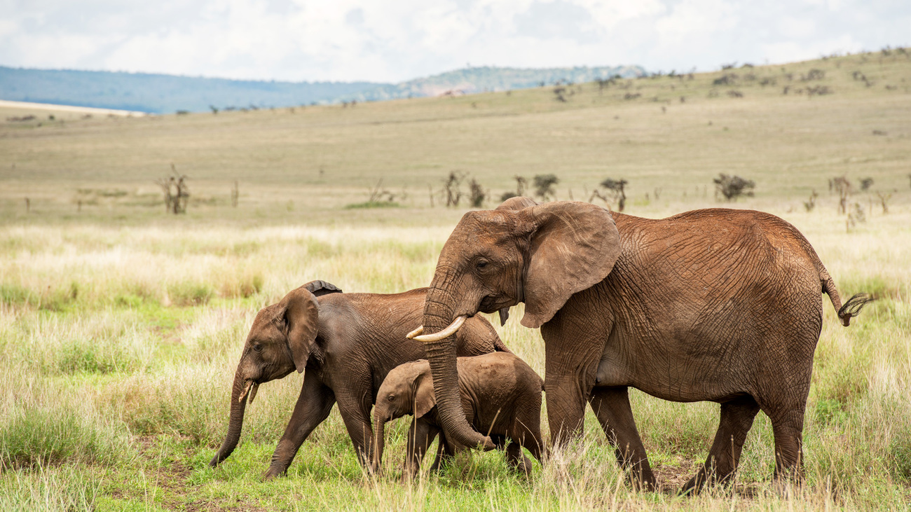 A mother elephant, juvenile elephant, and an elephant calf walking.