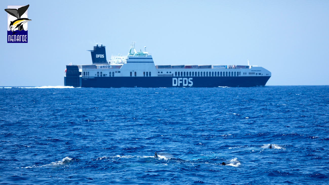 DFDS shipping vessel passing close to a sperm whale social unit.