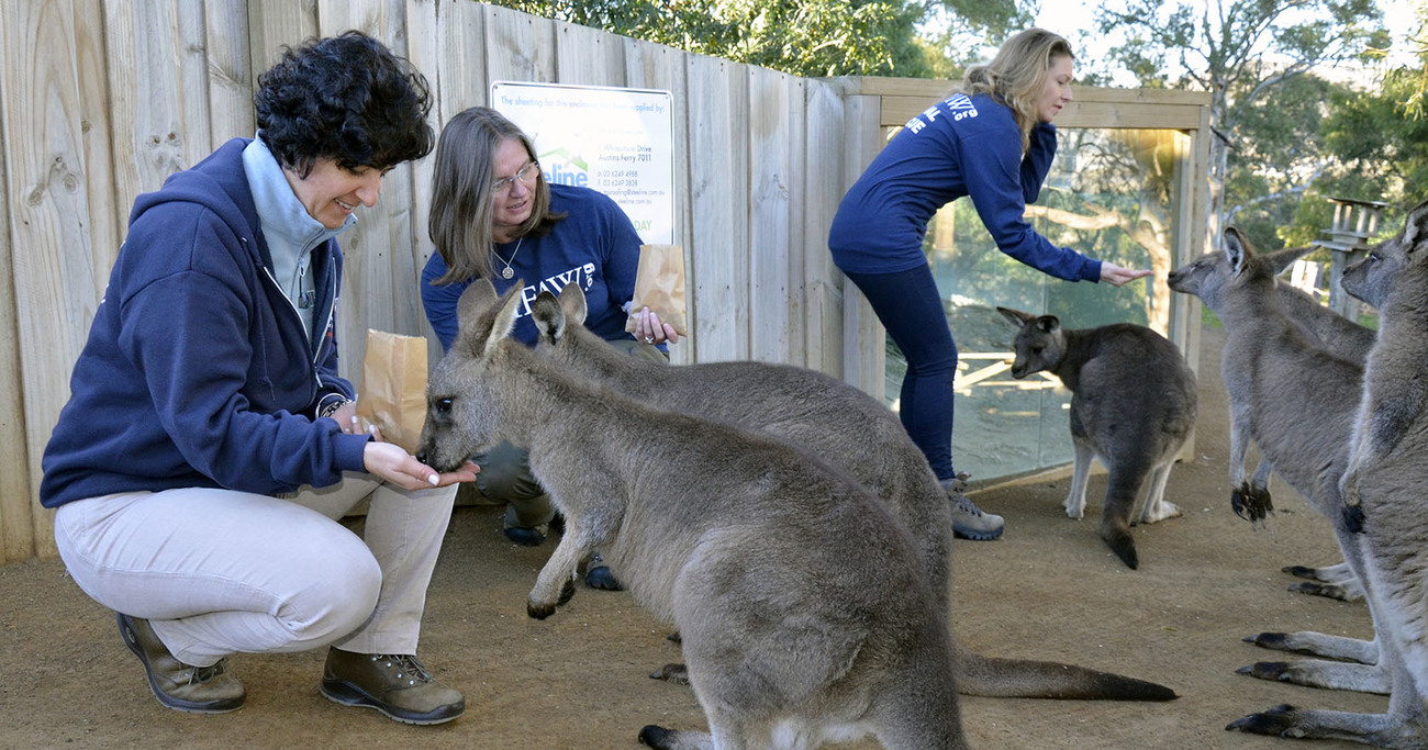 Wildlife Rescue Australia Ifaw - 