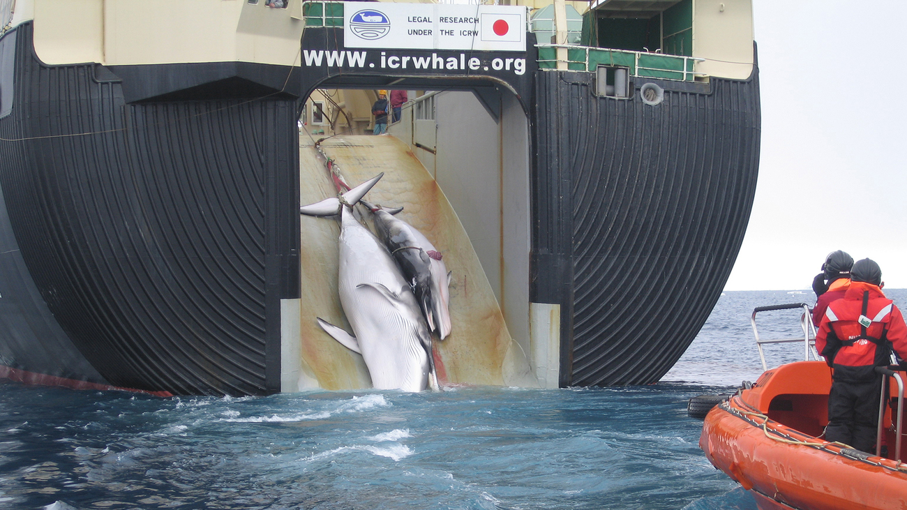 Ein ausgewachsener und junger Wal werden auf ein Schiff mit japanischer Flagge gezogen. Man sieht eine dünne Blutspur. Ein kleines Boot steht hinter dem Schiff.