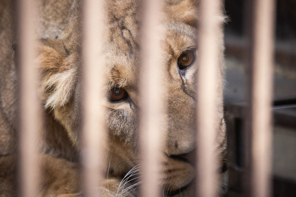 First of five lions arrives in the UK from Ukraine