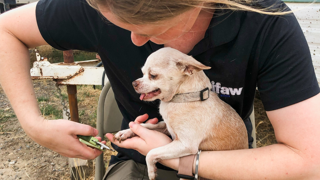 IFAW’s Jennifer Gardner clips an evacuated chihuahua’s nails while helping to manage an emergency shelter during wildfires in Tehama County, CA.