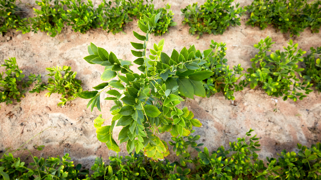 A gliricidia tree grows on Tackwell's peanut fields, Mwase Mphangwe, Zambia