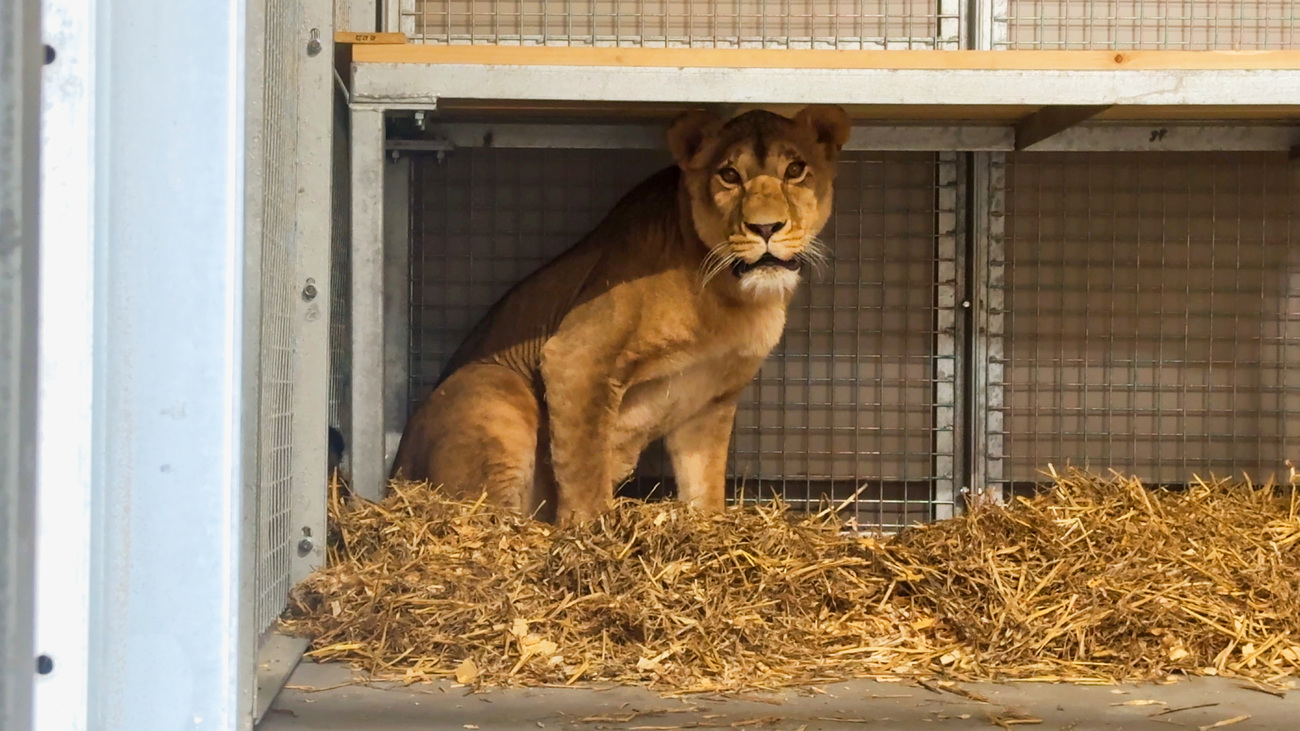 Yuna after arriving at The Big Cat Sanctuary.