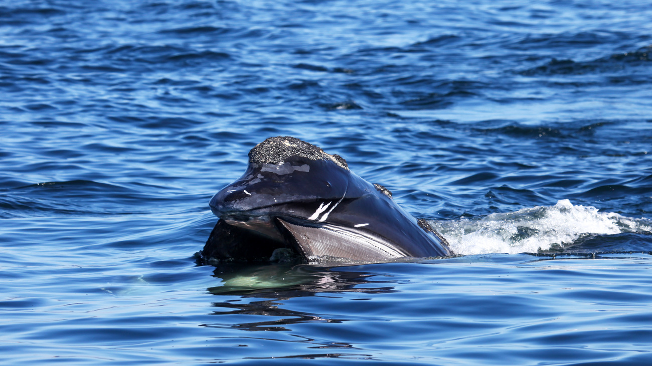 A North Atlantic right whale with mouth open and baleen visible in Cape Cod Bay.