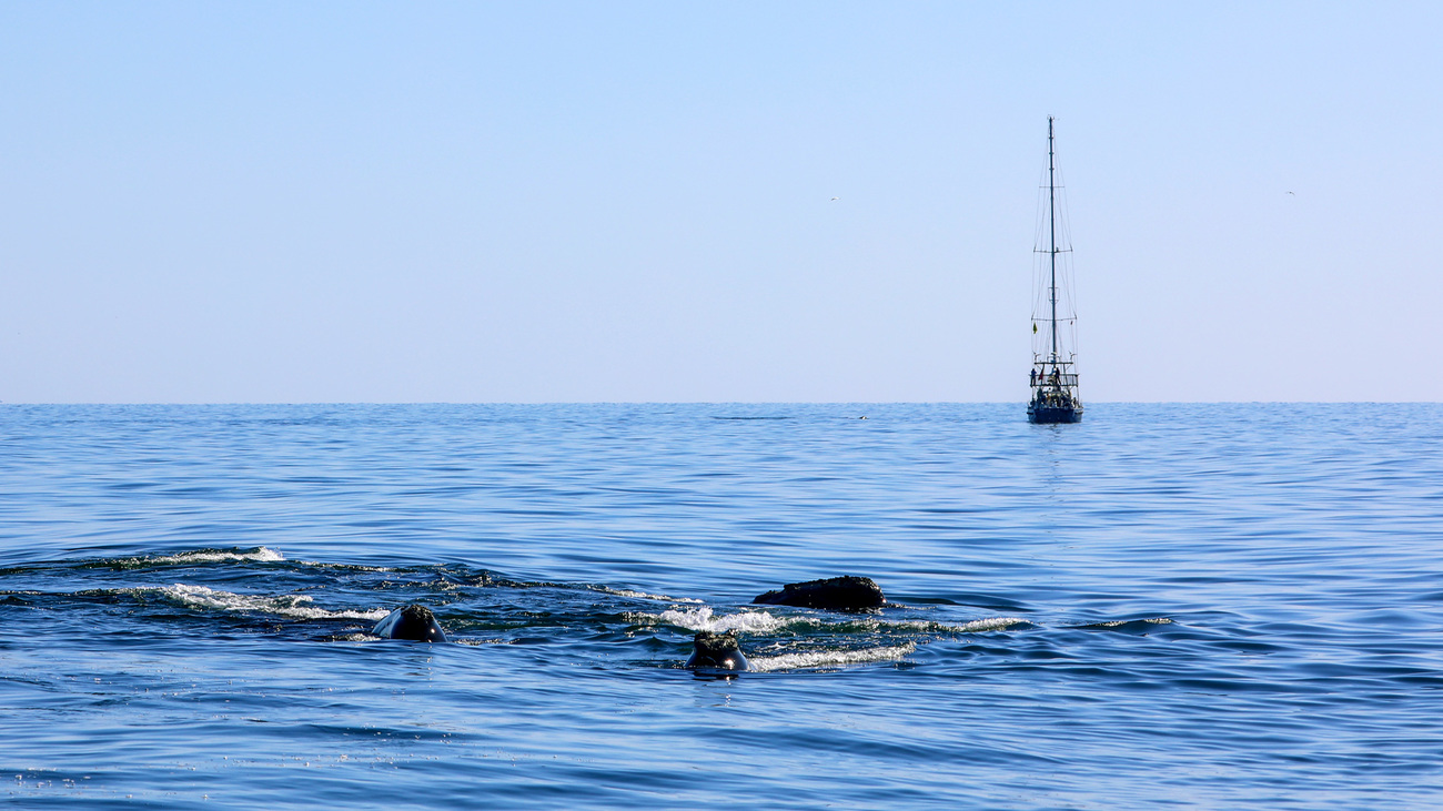 North Atlantic right whales surface near Song of the Whale in Cape Cod Bay.