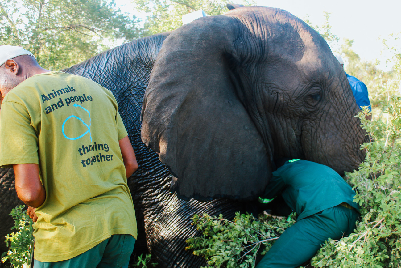 Collaring an elephant in Hwange National Park, Zimbabwe.