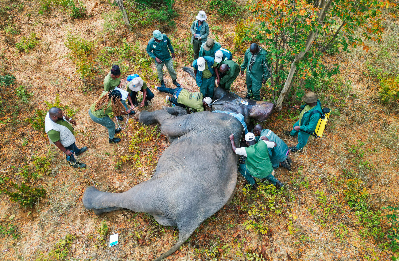 Collaring an elephant in Hwange National Park, Zimbabwe.