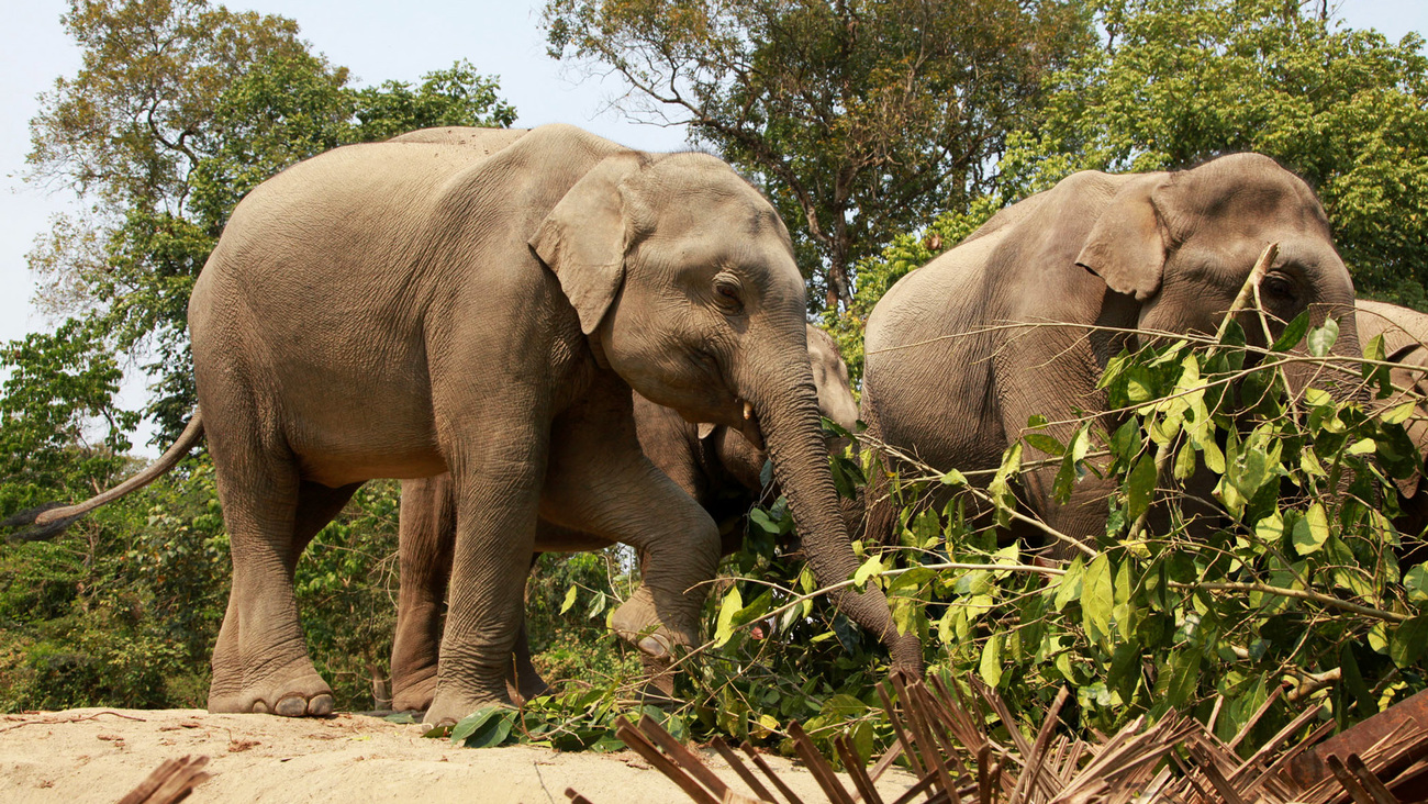 Elephant calves Dhemaji and Usha are translocated from CWRC to Manas NP in India