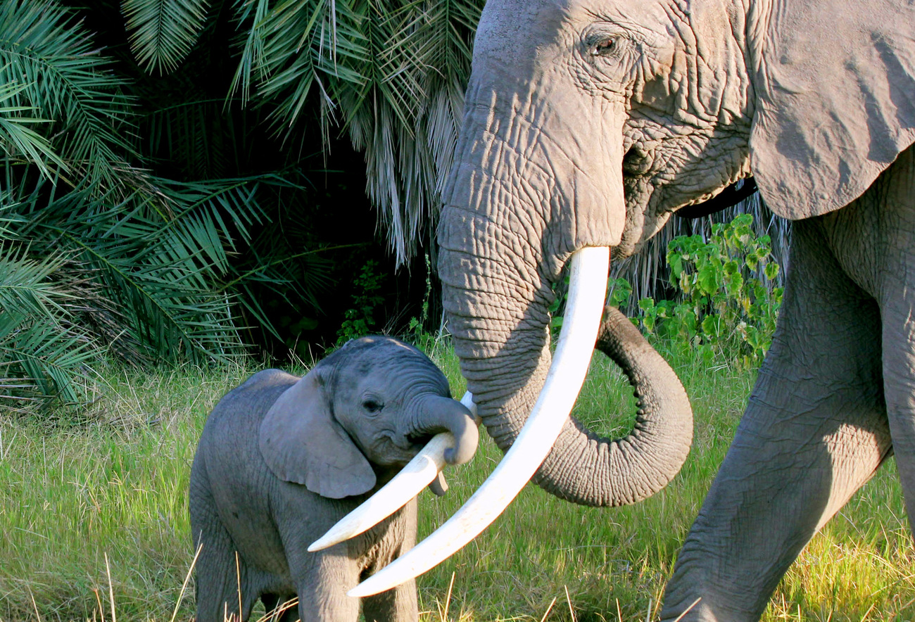 A young elephant calf wraps its trunk around its mother's tusk.