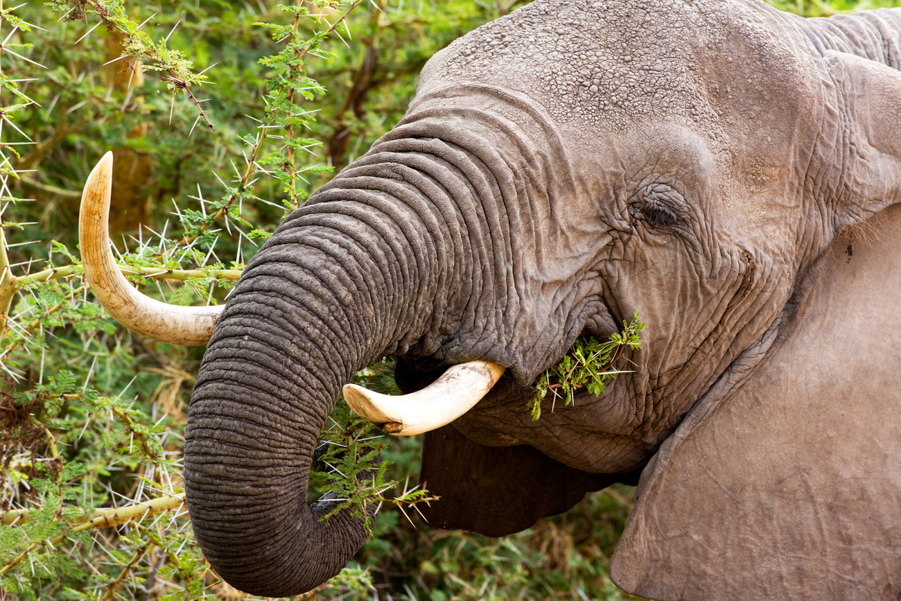 A close-up of an elephant eating in Amboseli National Park, Kenya