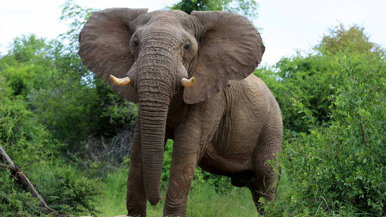 African elephant.