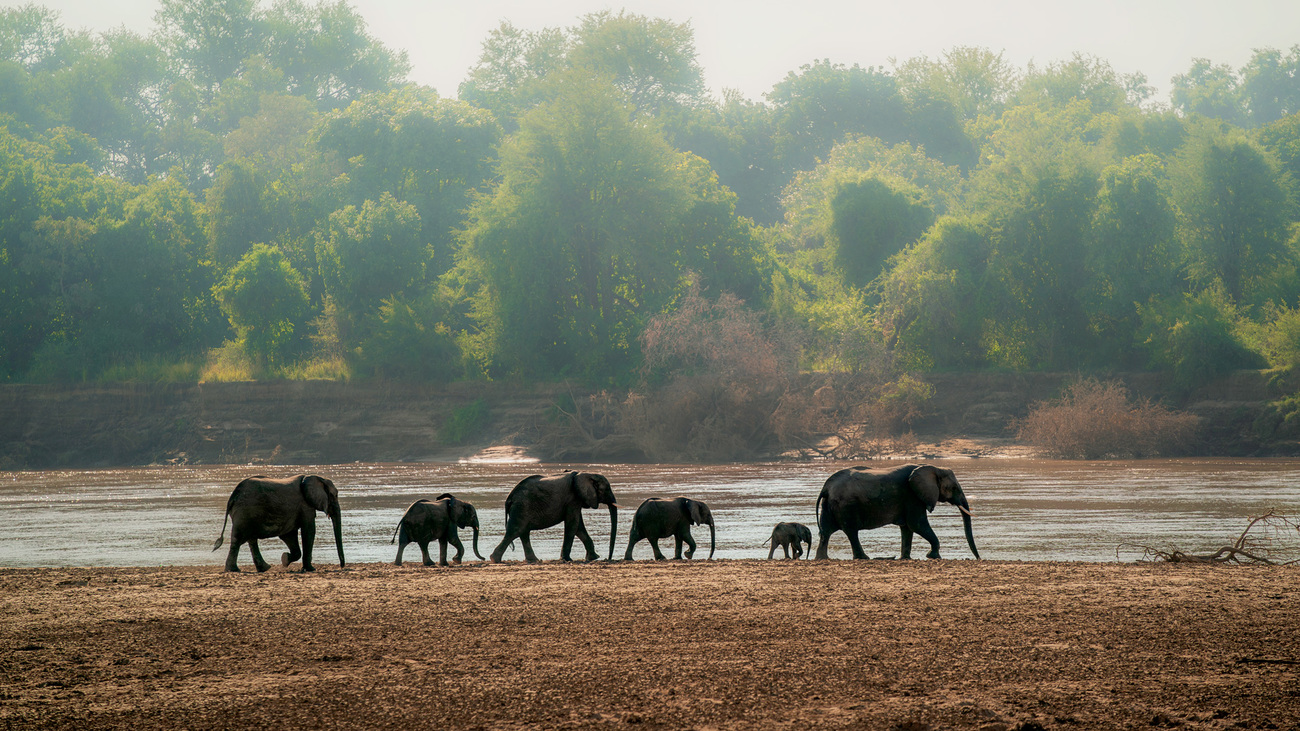 A herd of elephants walks by the water in Zambia.