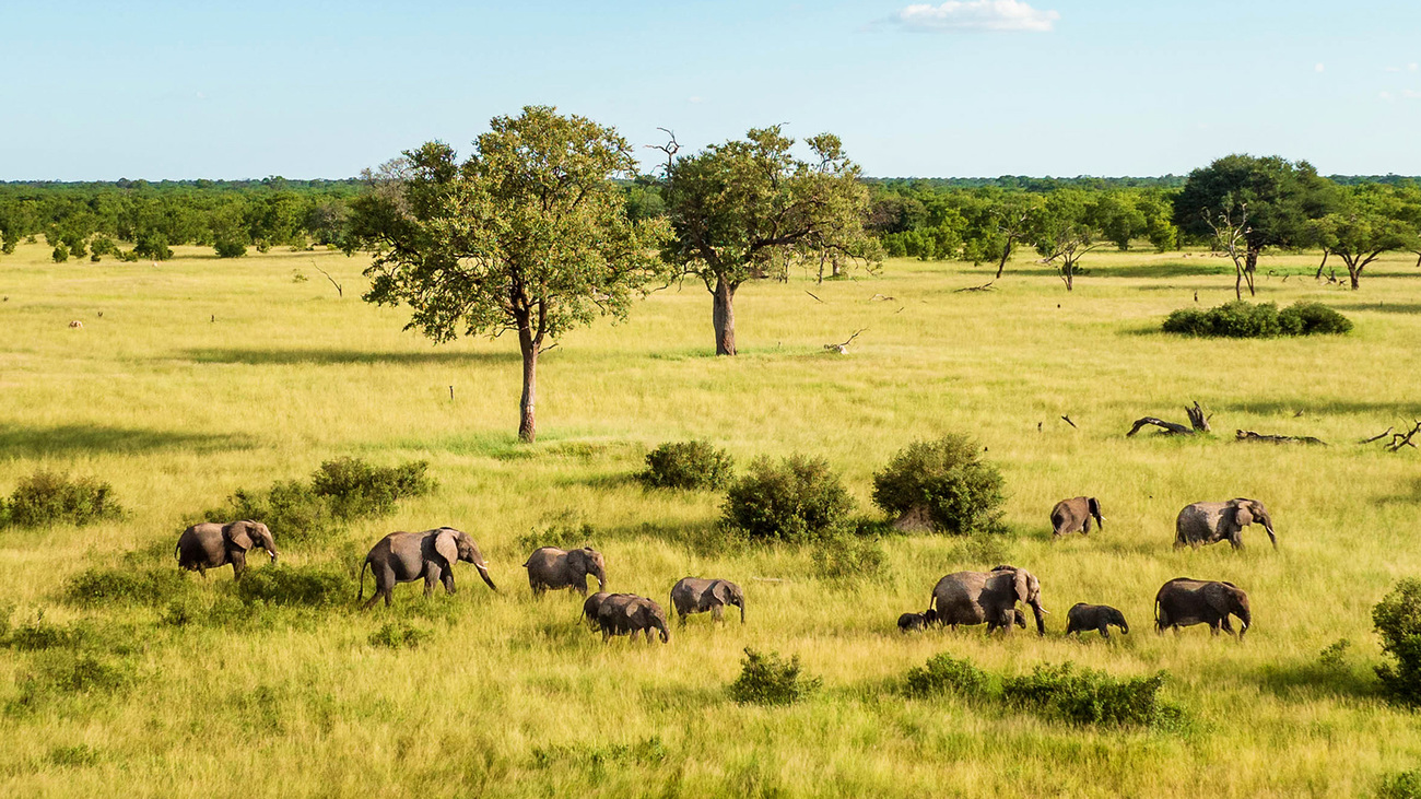 Elephants roaming Hwange National Park, Zimbabwe.