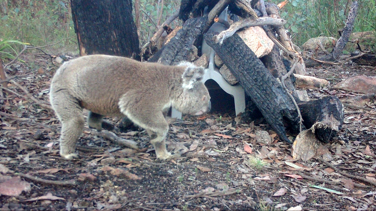 Koala checking out a den at Two Thumbs Wildlife Trust Sanctuary.