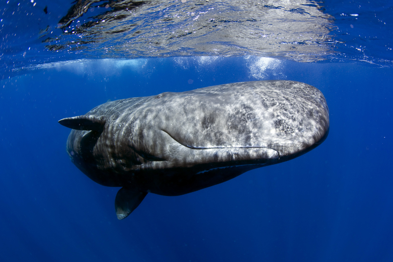 Een potvis in de Azoren. Foto genomen met een speciale vergunning van de Regiao Autonoma Dos Acores, Secretaria Regional Do Ambiente E Do Mar, Dreccao Regional do Ambiente.