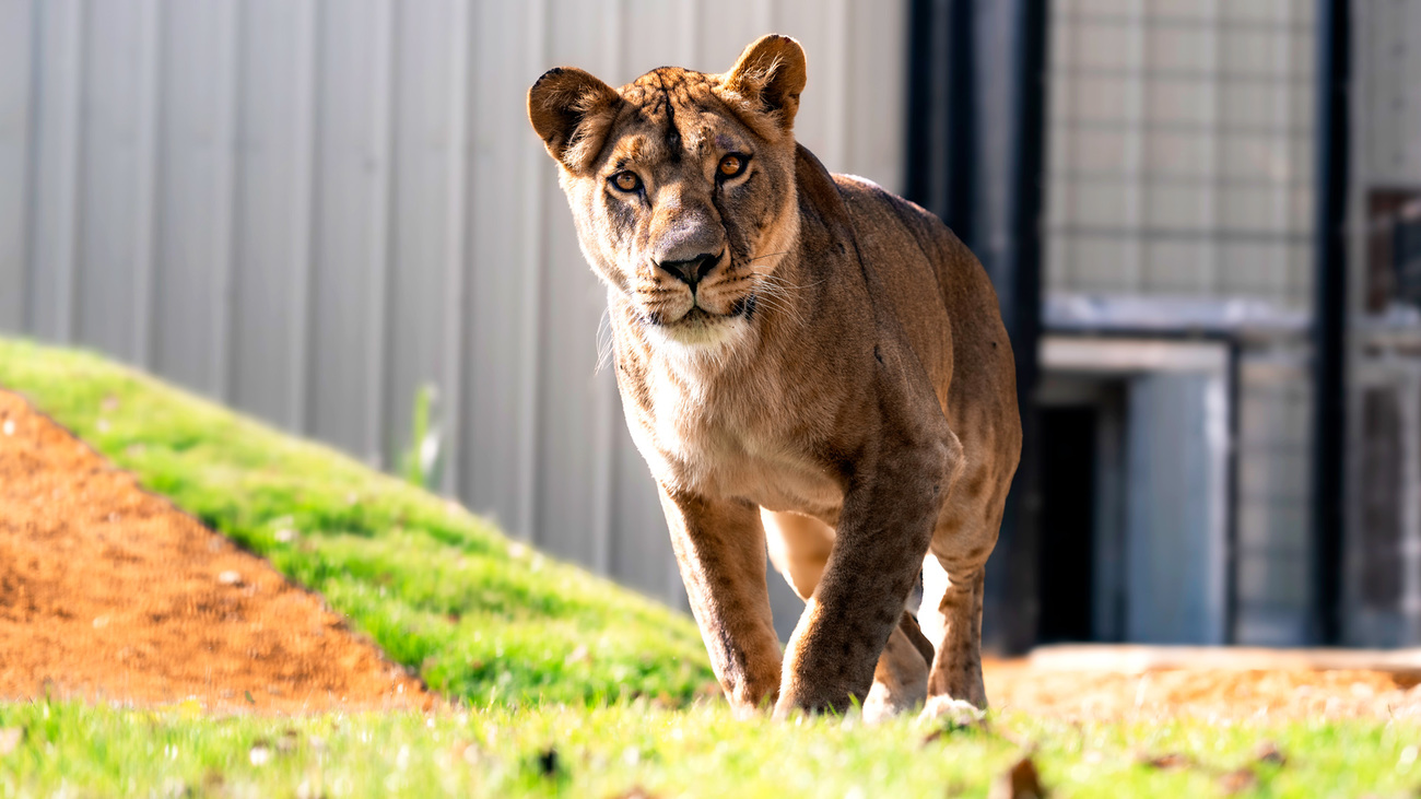 Yuna takes her first steps outside at The Big Cat Sanctuary in the UK.