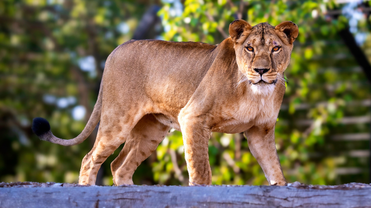 Yuna in her outside enclosure at The Big Cat Sanctuary in the UK.