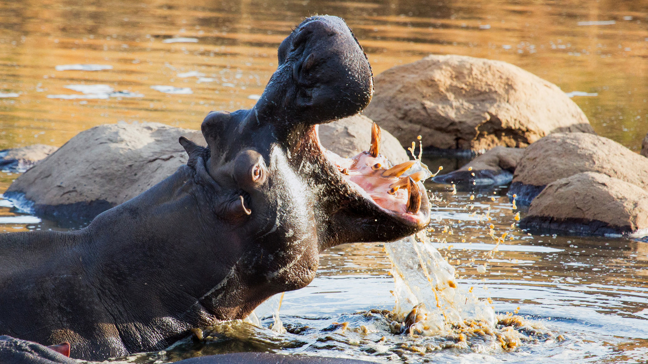 Hippo with mouth wide open in Pilanesberg National Park, South Africa.