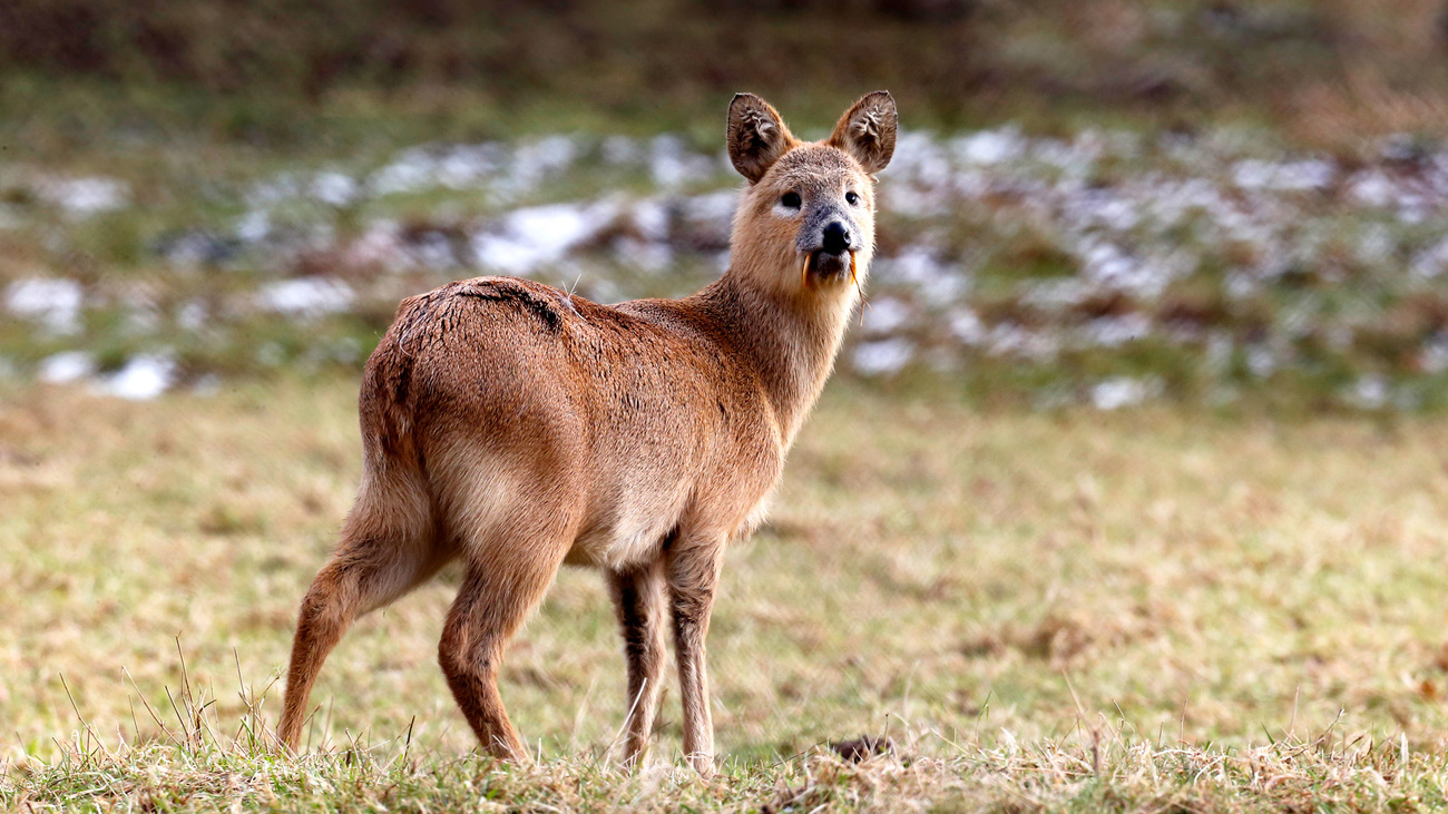 A water deer in the grass.