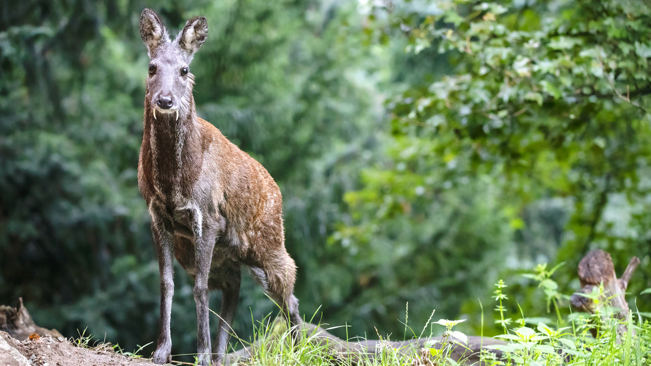 A male Siberian musk deer with long tusks.