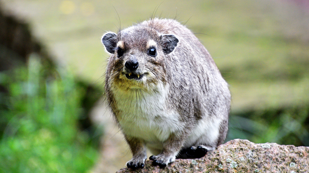 A hyrax sitting on a rock.