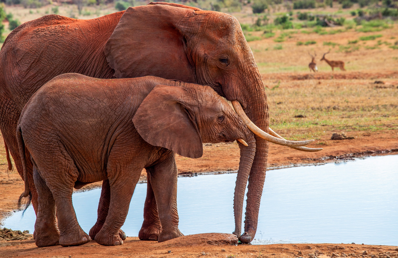 Elephants at a watering hole in Tsavo East National Park.