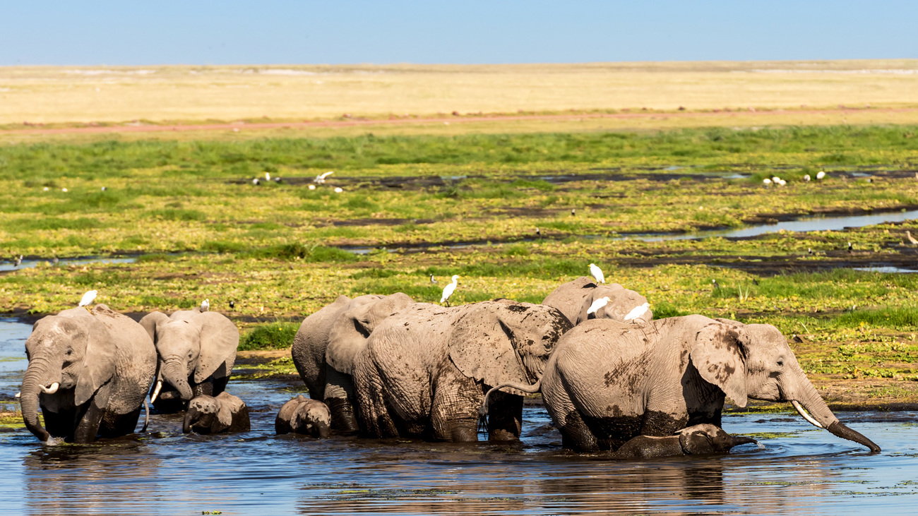 Elephants in Amboseli National Park, Kenya.