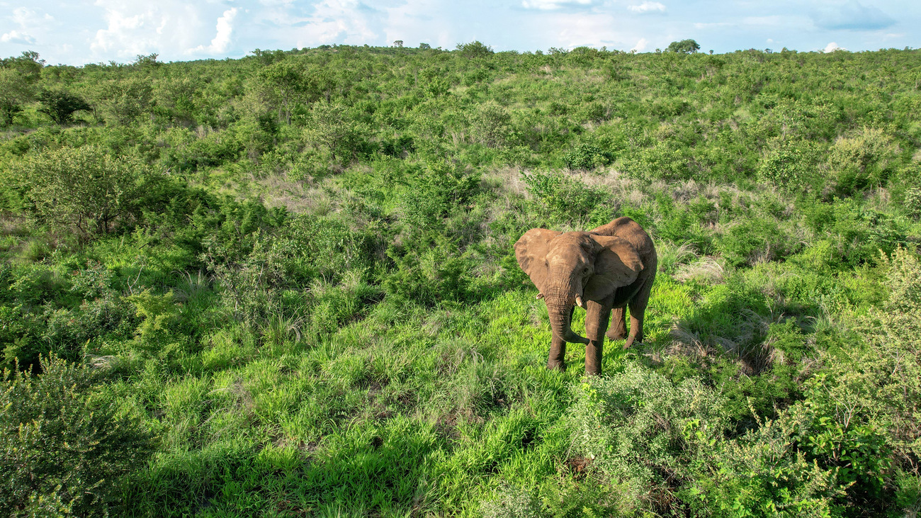 Elephant in the grass