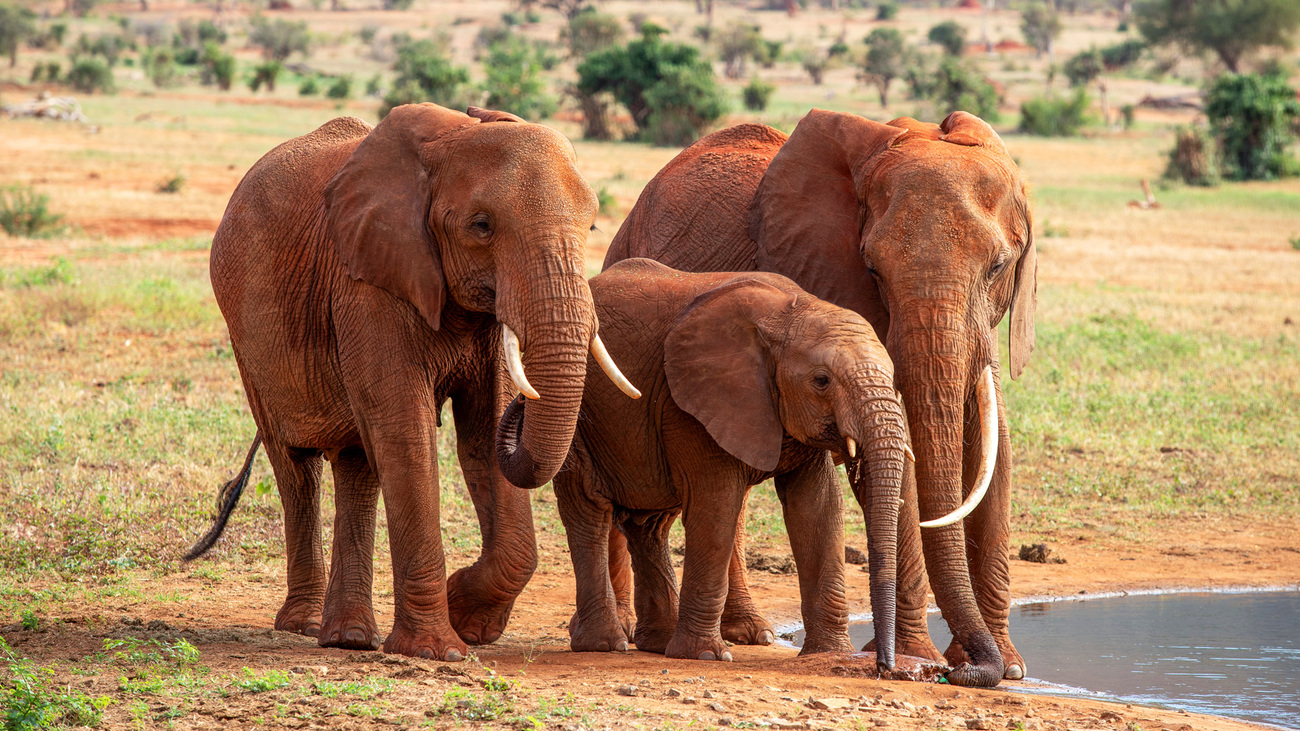 Elephants at a watering hole in Tsavo East National Park.