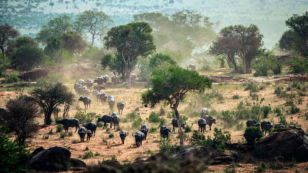 Buffalo moving to a watering hole in Tsavo East National Park, Kenya.