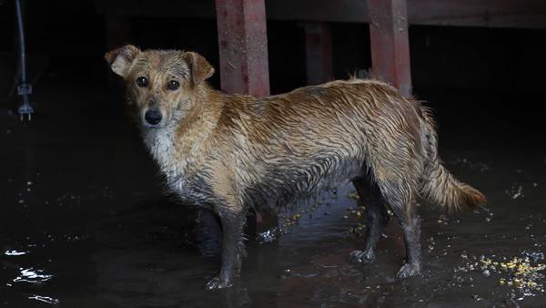 IFAW biedt noodhulp na rampzalige overstromingen in Centraal- en Oost-Europa