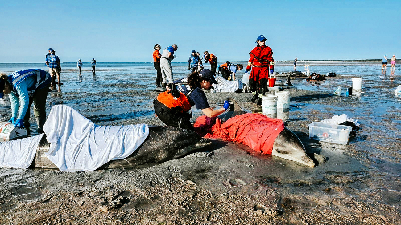 IFAW responders on the beach during the stranding of 14 bottlenose dolphins.