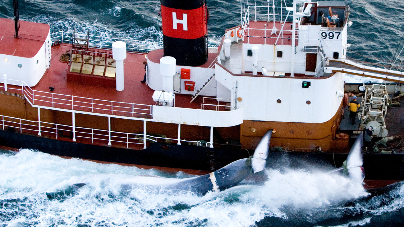 Dode vinvissen naast een boot, in het water.