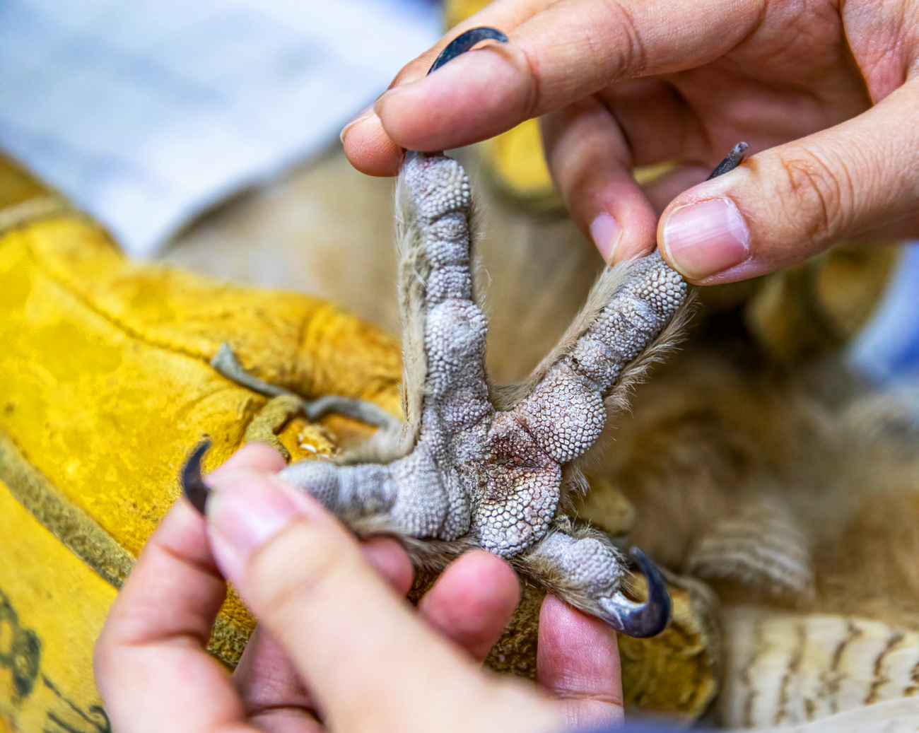 BRRC rehabilitators check the foot of a Eurasian eagle owl rescued from a kindergarten in the spring of 2022.