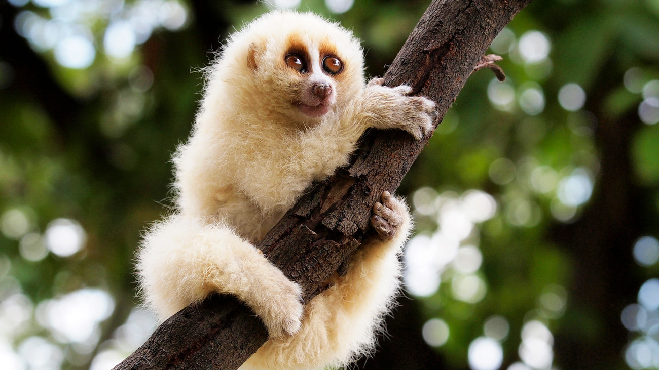 A Javan slow loris clings to a branch.