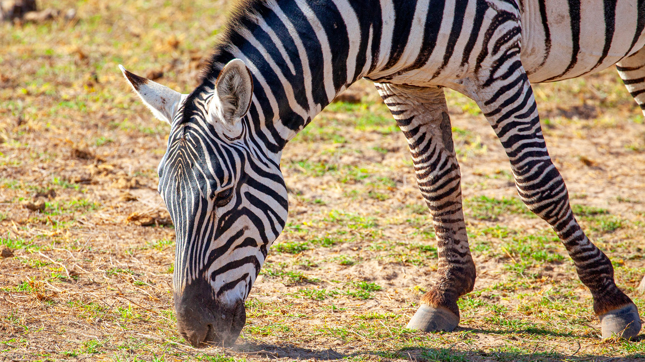 A zebra in Amboseli National Park.