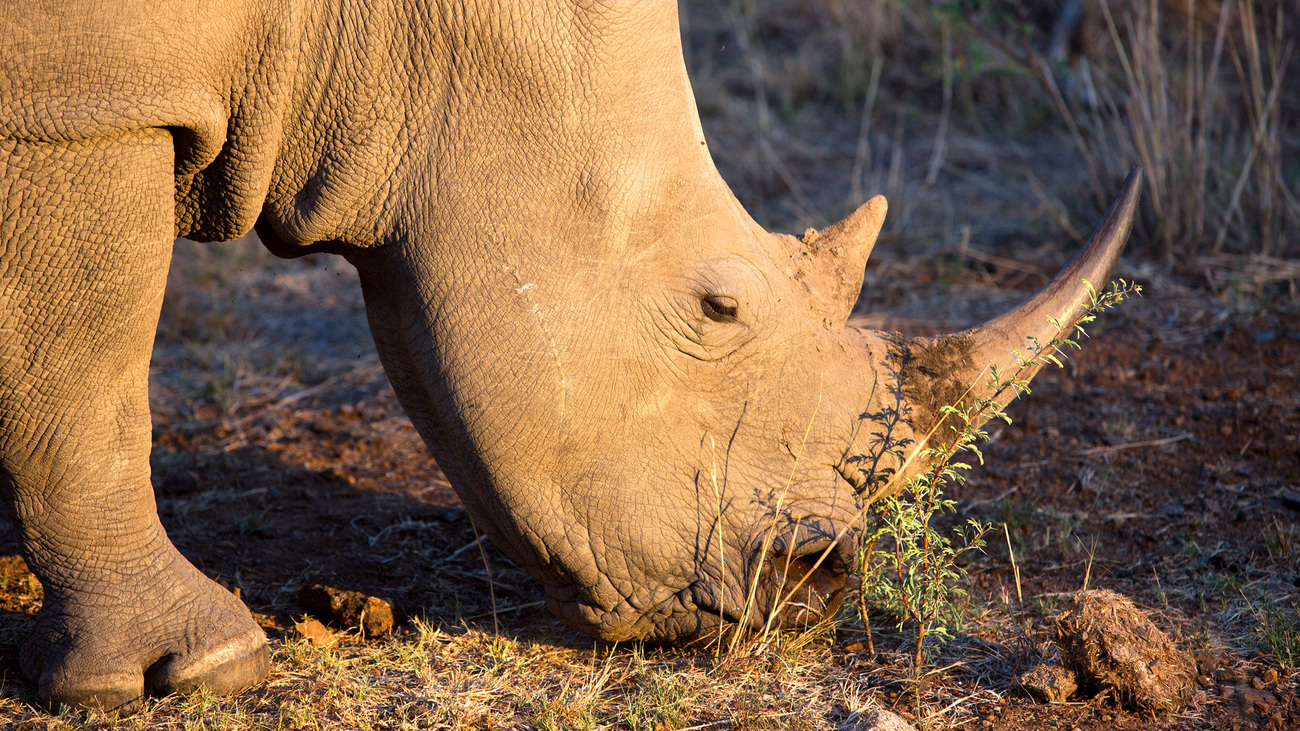 A White Rhino in the Pilansberg National Park in South Africa